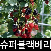 슈퍼블랙베리/블랙베리/결실주/근삽/3년/도시농부