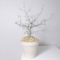 마오리코로키아 실버코토니스터 플랜테리어, 모종, 1개