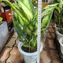 마리안느 중 실내공기정화 먼지먹는 식물 정원 화단 베란다, 1개