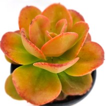 홍매화 키우기 물이 들면 예뻐지는 다육식물241 랜덤, 미스씬 본상품선택