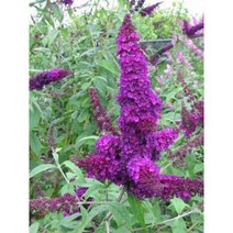 붓들레아-아프리칸퀸 10cm포트묘 모종 2개 노지월동 다년초 낙엽관목 묘목 [케이야생화]