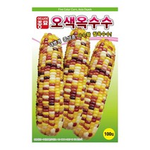 슬로시 옥수수씨 오색 옥수수 씨앗 100립 아시아