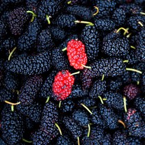 베리세상 고창 냉동 오디 10kg(특품/벌크포장), 기타, 단품