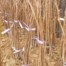 연세원예 감나무[차량단감] 묘목 접목1년 1주