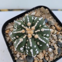 [메카다육]1-0728 선인장 투구(국내실생) 화분포함 다육식물, 1개