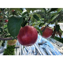 햇사과 홍로 못난이사과 기스10kg 30개이상 청송사과 아침식사대용 다이어트 건강성인병예방 헬스다이어트, 상세페이지 참조, 상세페이지 참조