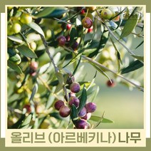 올리브나무 묘목 아르베키나 포트 3개