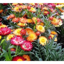 꽃씨앗 종이꽃(로단세) (300립) -일년초 종자씨앗 야생화 씨앗모음