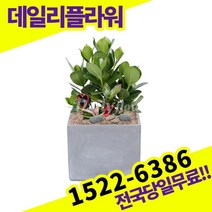 크루시아 실내공기정화식물 개업축하선물 미세먼지 공기청정 키우기쉬운식물 고급승진화분