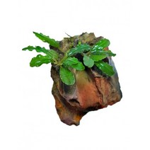 더블 부세파란드라 미니황호석 활착(부세 음성수초 초보수초 어항 구피 은신처)