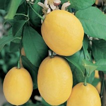 [베란다에서레몬나무] 레몬나무 레몬 열매 화분(대) 유실수 실내식물 베란다식물