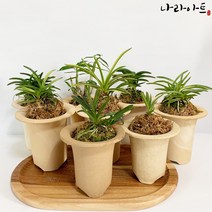 나라아트 난 모음, 18. 부악(소)