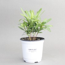 아이엠플랜트 화이트포트 실내공기정화식물 모종, 1개, 5.나한송