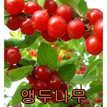 앵두나무 키1.2미터 결실주 1그루 나무 묘목 과일나무 조경수 과실수