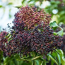 목하원예조경 엘더베리나무 묘목 (블랙엘더베리) 포트묘, 1개