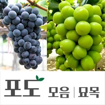 [경민농원]포도묘목 블랙사파이어 홍주시들레스 루비로망 묘목, 샤인머스켓(SO4)