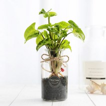 그린테라피 수경재배식물 유리병 실내공기정화식물 수중식물키우기 DIYSET, 싱고니움+직선