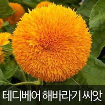 테디베어 해바라기씨앗 해바라기 씨앗 태디배어 10알