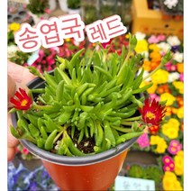 송엽국 레드/사철채송화 송엽국