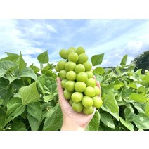 영천 샤인머스켓 특등급 선물용 상품 농장직송, 2.4kg내외(3수)