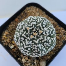 [메카다육]32-1116 선인장 슈퍼투구(국내실생)화분포함 다육식물