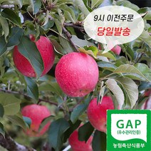 밀양얼음골 사과 고당도 정품 부사 사과, 5kg 21~22과 내외