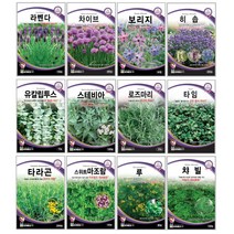오레가노 유칼립투스 라벤다 오레가노 라벤다 로즈마리 페퍼민트 보리지 허브씨앗 타임 바질 카모마일 차이브 딜 레몬밤 세이지 히솝 소렐 유칼립투스 키우기 심기 재배 정원가꾸기, 보리지 60립