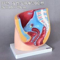 만삭태아 인체모형 여성자궁모형 질 난소 산부인과, B + 1개