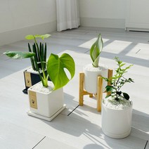 cocooning 키우기 쉬운 실내 초보자 공기 정화 청정 식물, 원형화이트, 생선뼈선인장