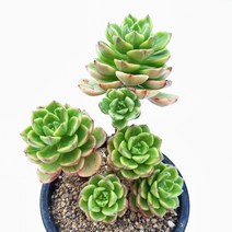 [나애다육] 레티지아(금 자연군생) (83-0216), 1개