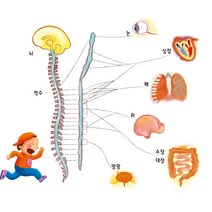 [생각날기] 그림 코팅자료 인체 과학학습자료 [20매]