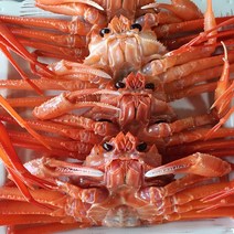 마켓통 연지홍게 13마리 내외 포항 구룡포 산지직송 자숙 연지홍게 (찜+배송비 포함), 특상급 연지홍게 10미 내외