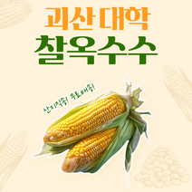 괴산 대학 찰옥수수 21개 또는 15개, 마지막 대학 찰15개
