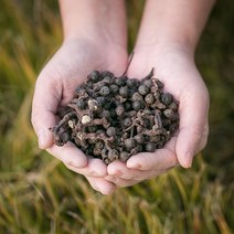 국산 헛개열매(지구자) 200g 헛개나무열매 지구자열매 한방재료 한약재, _12YU_국내산 헛개열매(지구자) 200g