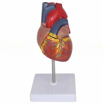 인간 심장 입체모형 교육 모델 교보재 구조 확대 설명, 5배 확대