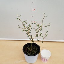 [용이네 화원] 앙증맞은 애교쟁이 마오리 소포라 129 화원 농원