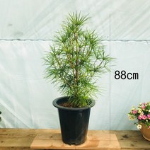 청년농부 금송