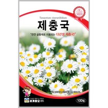 제충국 100립 꽃씨 다년생 씨앗 몰 봄 여름 가을 야생화 세계종묘 농사마트