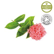 위dhns_오가닉 제라늄 에센셜오일 다용도 향기 비누 마사지 캔들 DIY 만들기용 마사지샵 피부영양 화장품♥dhn, ♥dhn10ml