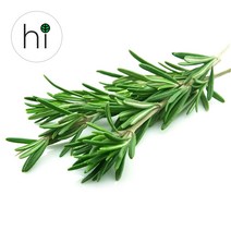 [허브아이] 손질 로즈마리 허브 생잎, 10g, 1개