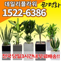 실내공기정화식물 미세먼지 공기청정 키우기쉬운식물 플랜테리어 식당 개업축하선물 산세베리아 고무나무 안시리움 율마 아가베 아레카야자 승진화분, (선택41)바나나크로톤