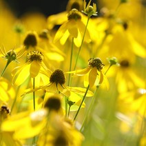 [모야모 꽃씨] 삼잎국화 10립 씨앗, 1개