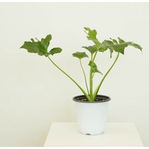 호프셀렘 소/중_키우기쉬운식물 인테리어식물 실내공기정화식물 호프셀렘, 호프셀렘 기본포트 / 소, 1개