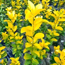 황금사철 60cm 30개 철쭉마켓 재배농원직송 묘목 나무 생울타리 울타리 담장 울타리나무 울타리묘목 생울타리나무 황금사철나무