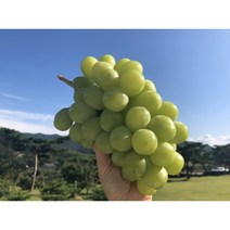 영천산 프리미엄 망고포도 씨없는 샤인머스켓 2kg, 2kg(5~6수) 가정용