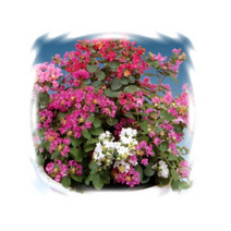 꽃씨 배롱나무 목백일홍-미니종혼합 30립 K374