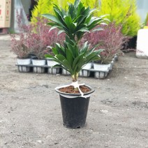 [나인에잇틴]콤팩타 2단 공기정화식물