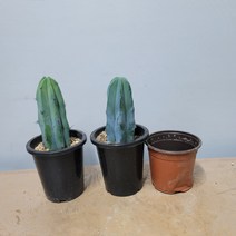 용심목60