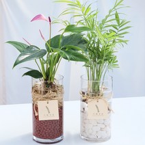 가훼하우스 유리스톤 수경재배 몬스테라 안스리움 테이블야자 콩고 팔손이 실내 공기정화 diy 세트, 백자갈, 맛상게아나