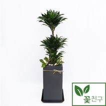 꽃친구 콤팩타 사각분 중형 대형 개업화분 축하화분 인테리어화분 전국꽃배달, 기본받침